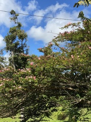 Calliandra surinamensis