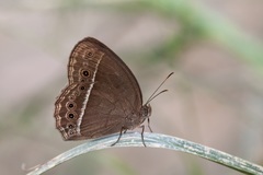 Mycalesis horsfieldi