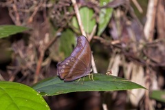 Coelites epiminthia