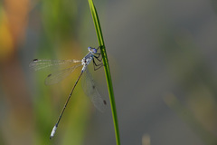 Lestes macrostigma