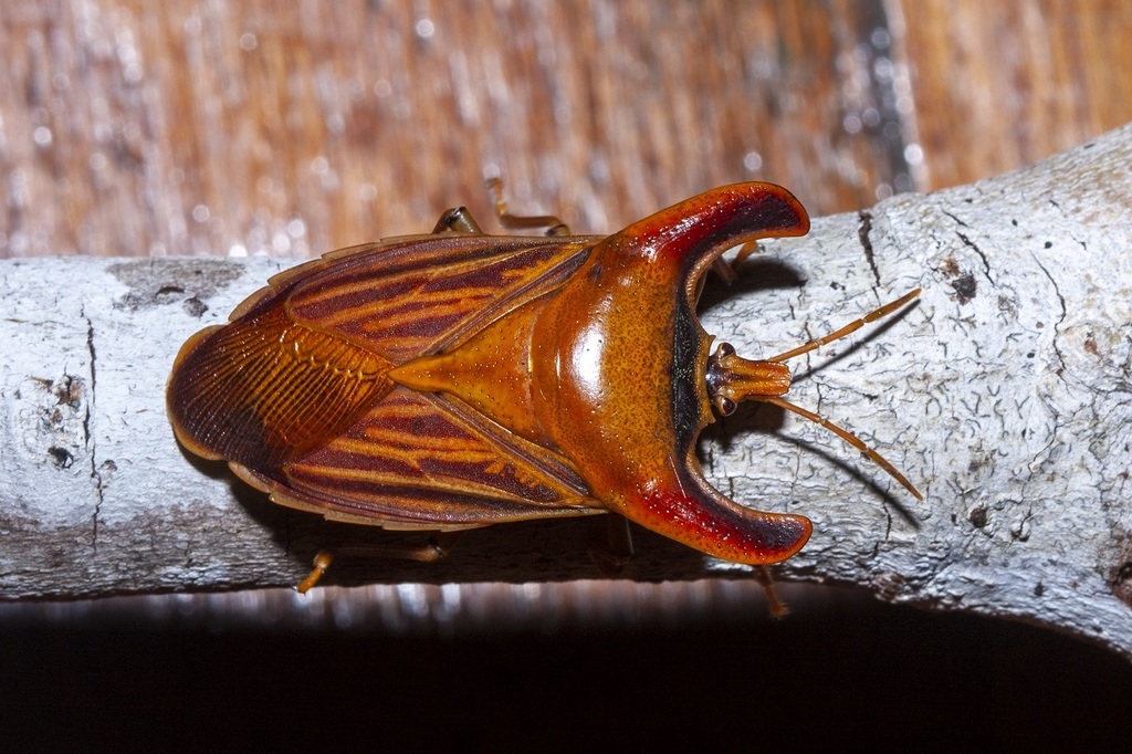 Amissus nitidus