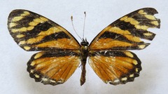 Eresia ithomioides alsina