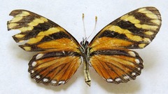 Eresia ithomioides alsina