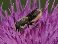 Osmia leaiana