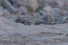Athene cunicularia