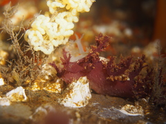 Dendronotus
