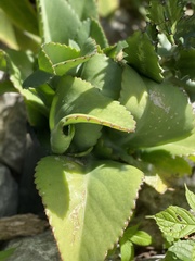 Kalanchoe laetivirens