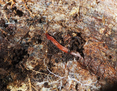 Australopacifica spectabilis