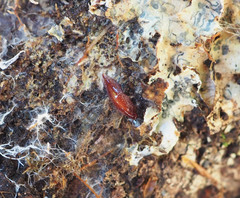 Australopacifica spectabilis