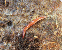 Australopacifica spectabilis