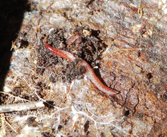 Australopacifica spectabilis