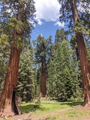 Sequoiadendron