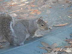 Sciurus carolinensis