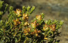 Penaea cneorum ovata