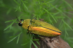 Chrysochroa purpureiventris
