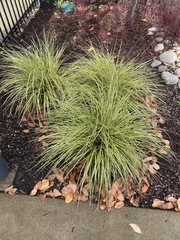 Carex oshimensis