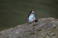 Polyura jalysus