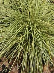 Carex oshimensis