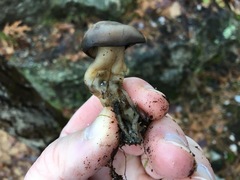 Lyophyllum loricatum