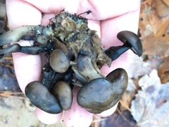 Lyophyllum loricatum