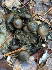 Lyophyllum loricatum