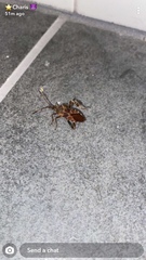 Leptoglossus clypealis