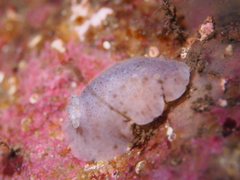 Doris pseudoargus