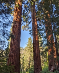 Sequoiadendron