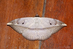 Hypopyra ossigeroides