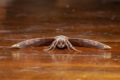 Hypopyra ossigeroides