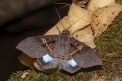 Ischyja inferna