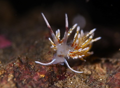 Rubramoena rubescens