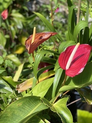 Anthurium andraeanum