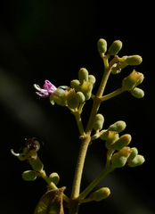 Miconia plukenetii