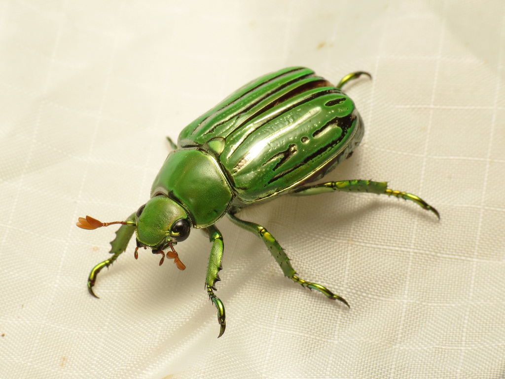 Shining Leaf Chafers