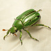 Shining Leaf Chafers - Photo (c) Katja Schulz, some rights reserved (CC BY)
