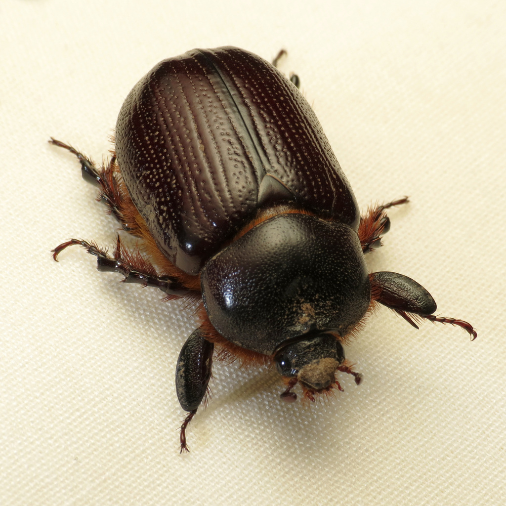 Orizabus clunalis