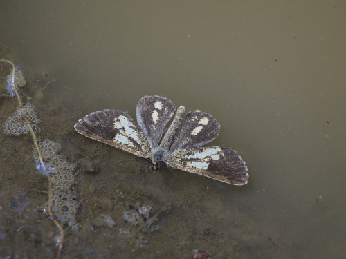 Bordered White