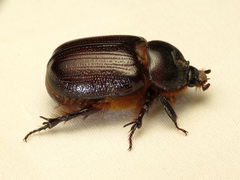 Orizabus clunalis