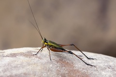 Nisitrus