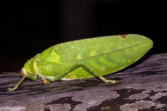 Pseudophyllus hercules
