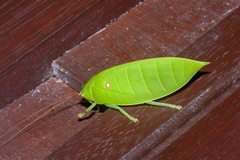 Cratioma oculatum