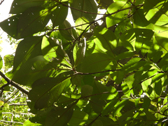 Miconia plukenetii