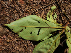 Miconia plukenetii