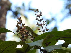 Miconia plukenetii