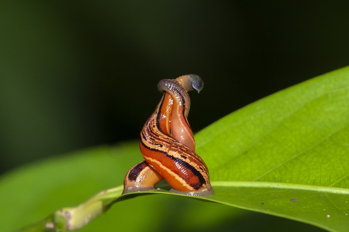 Giant Dracula Pet Leech –