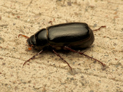 Phyllophaga bilobatata