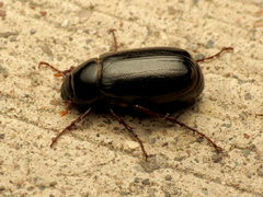 Phyllophaga bilobatata