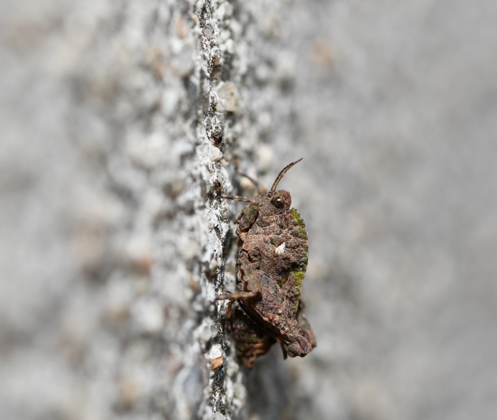 Tetrix nodulosa