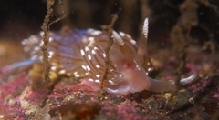 Facelina auriculata